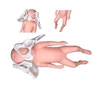 Female Pelvis Delivery Model, Childbirth Pelvic Model, Child Pelvis Model, Midwifery Pattern with Baby Symphysis And Pel