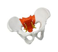 Female Pelvis Lumbar Spine Skeleton Model with Movable Joints for Clinical Training Obstetrics and Gynecology Education Human Pelvis Model