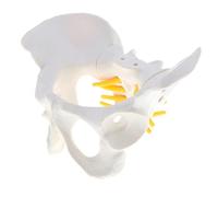 Female Pelvis Model 1:1 Human Skeleton Anatomical Model PVC Material 5.12 x 3.94 x 3.54 inch Educational Equipment for Study