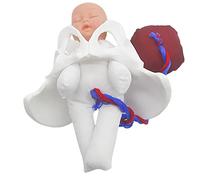 Female Pelvis Model Childbirth Childbirth Simulator Delivery Pelvis Model Midwifery Training Model Birth Demonstration Set Includes Models Of Baby Pelvis And Detachable Placenta Umbilical Cord