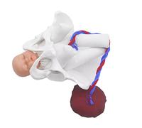 Female Pelvis Model Childbirth Model for Science Education Teaching Study