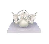 Female Pelvis Model Female Pelvic Skeleton Model with Fetal Skull Midwifery Teaching Models for Science Education Pelvis Structure with Fetal Skull Lettuce for Schools