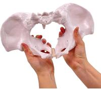 Female Pelvis Model, Life Size Female Pelvis Model, W/Bungee Anatomy for Science Education Midwife in Obstetrics, Gynecology & Patent Communication