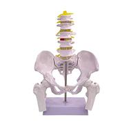 Female Pelvis Model Movable Pelvic Skeleton with Muscles Midwifery Teaching Models for Science Education Structure with Muscles Movable for School Study