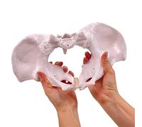 Female Pelvis Model Movable Pelvic Skeleton with Muscles Midwifery Teaching Models for Science Education Structure with Muscles Movable for School Study