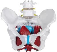 Female Pelvis Model Pelvic Floor Muscles Organ Anatomical Model Removable Organs Include Uterus Rectum and Bladder with 2-Section Lumbar for Learning Display Teaching Model