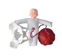 Female Pelvis Model with Baby for Midwife in Obstetrics Science Education