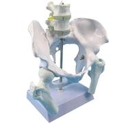 Female Pelvis Model, with Two-Section Lumbar Spine, Movable Femur Heads and Flexible Lumbar Spine Joints for Childbirth Education Tools Obstetrics Gynecology Patient Communication
