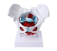 Female Pelvis Pelvic Floor Muscle Model Uterus Ovary Muscle Teaching Resources E Teaching Models in Education of The Gifted