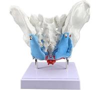 Female Pelvis Skeleton Anatomical Model with Pelvic Floor Muscles for Nursing Education and Health Training