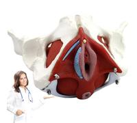 Female Pelvis Skeleton Model for Anatomy Study - Life Size Replica | 3D Anatomical Model of Pelvic Floor Muscles for Teaching, Ideal for Educational Use in Anatomy and Health Science Classes