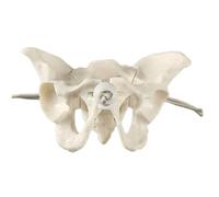 Female Pelvis Skeleton Model with Movable Joints Midwifery Teaching Aid for Medical Science Education Female Pelvis Model Midwifery Teaching for Obstetrics Educational
