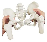 Female Pelvis Skeleton On Elastic with Movable Femur Heads, Life Size, Educational Tool for Midwife, Nursing School Student