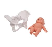 Female Pelvis Structure Model Midwifery Teaching Model Women Movable Pelvis Anatomy for Medicals Students Study Midwifery Teaching Female and Baby