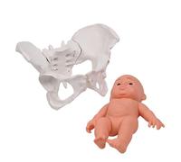 Female Pelvis Structure Model Midwifery Teaching Women Movable Anatomy for Medicals Students Study Pelvic Skeleton with Baby for School Study