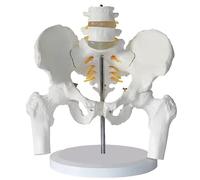 Female Pelvis Structure Model with Lumbar Vertebrae and Femoral Spine for Anatomical Education Display