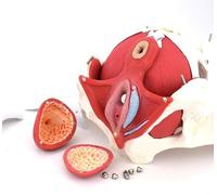 Female Pelvis With Pelvic Floor Model Anatomical Model Female Pelvic Model Anatomy Of Human Body Pelvic Dam Model With Removable Organs