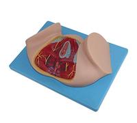 Female Perineal Model - Human Reproductive Systerm Anatomical Model - Human Anatomy Science Models for Medical EducationalAid