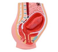 Female Placenta Stripping Model, Reproductive System Abdominal-Pelvic Sagittal Section Anatomical Model for Postpartum Simulation Placental Separation