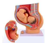 Female Pregnancy Anatomical Model Nine Months Baby Fetus Model Life Size with Removable Organs 4-Parts,Pregnant Woman Anatomical Pelvis Model