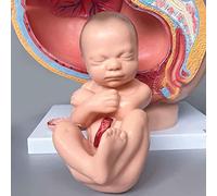 Female Pregnancy Basin Anatomy Pattern, Nine Month Natural Embryo Pattern of Nine Months Understands Removable Term Fetu