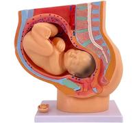 Female Pregnancy Pelvis Anatomy Model with Nine-Month Removable Fetus Model, Childbirth Education Model for School Teaching & Obstetrics