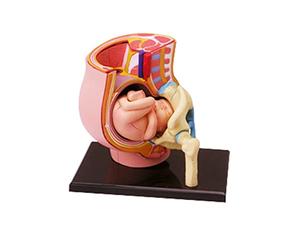 Female Pregnant Pelvis Section Model Human Pregnancy Fetal Development 9Th Month Embryonic Pelvic Science Toy Pregnancy Anatomical