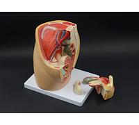 Female Reproductive Anatomy Model - Educational Pelvic Organ Display | Female Reproductive System Anatomy Model - Ideal for Medical Training, Teaching, and Understanding Pelvic Organ Structure