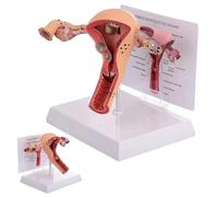 Female Reproductive Organ Anatomical Model with Display Base for Medical Education and Training