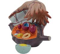 Female Uterus and Ovary Structure Model, 5X Enlarged Reproductive System Anatomical Teaching Model, 3 Removable Parts, Gynecological Medicine Anatomy Model.