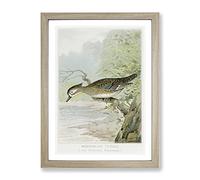 Female Wood Duck By J.L. Ridgway Vintage Framed Print | A4 Oak Framed Wall Art | Ready to Hang | Classic Animal Picture | Living Room Bedroom Lounge Office