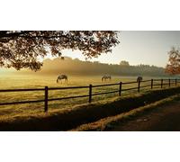 fenced lawn-500-Piece Puzzle Challenge Wooden Home Decor - A Gift for the Whole Family (14+)