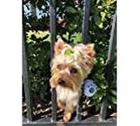 FenceMate Dog Harness - No Escape Through Fence Dog Collar, Fits Girth Size 8"-12", Keeps Pet from Escaping, Dog Bumper, Pet Supplies, XS