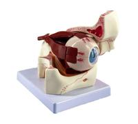 FENGJISUN Human Medical Anatomy 3 Times Human Eyeball And Orbit Anatomical Model Eye Optic Nerve And Muscle For Teaching For Medical Education