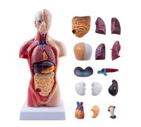 FENGJISUN Human Medical Anatomy Human Body Medical Torso Model Anatomy Doll 15 Removable Parts Education Organs For Medical Education