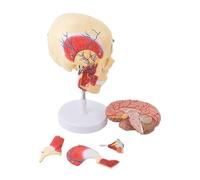 FENGJISUN Human Medical Anatomy Human Masticatory Muscle Model Jaw Facial Structure Anatomy Nerve Arterial Vein For Science Tool For Medical Education