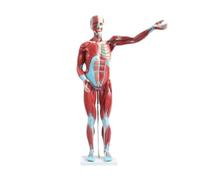 FENGJISUN Human Medical Anatomy Human Muscle Anatomical Model Chest Internal Organs Skeleton Teaching For Medical Education
