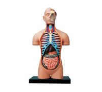 FENGJISUN Human Medical Anatomy Torso Anatomy Model Human 54 Parts Models Body Anatomical Skeleton For Medical For Medical Education