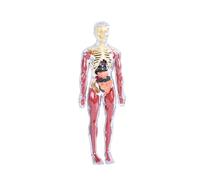 Fenteer 19x Clear Human Body Structure Model Biological Structure Figure Need Assembly Educational Science Tool for Teacher Supplies, style A