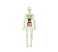 Fenteer 19x Clear Human Body Structure Model Biological Structure Figure Need Assembly Educational Science Tool for Teacher Supplies, style B
