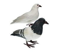 Fenteer 2Pcs Artificial Feather Pigeon Furry Animal Taxidermy Figurine decor Ornament