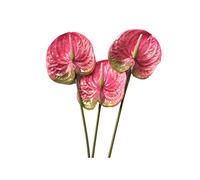 Ferleiss 3 Pcs 22.8Inch Artificial Anthurium Flowers Decor Bouquet and Green Leaf and Bridal Wedding Decoration(Pink)