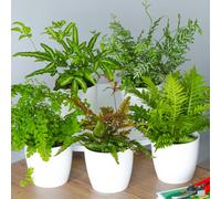 Fern Indoor Plant Collection (3 Plants)