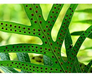 Fern Spores and the Vascular Conquest of Land