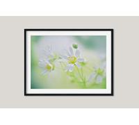 Fernlight Gallery A Wildflower Daydream - Acrylic Print 20 x 30 inch