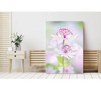 Fernlight Gallery Astrantia in Bloom - Acrylic Print 20 x 30 inch