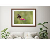 Fernlight Gallery Black Swallowtail Butterfly - Framed Print 20 x 16 inch