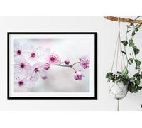 Fernlight Gallery Cherry Plum Blossom - Framed Print 20 x 16 inch