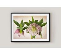 Fernlight Gallery Hellebore Double Queen - Framed Print 30 x 20 inch