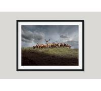 Fernlight Gallery Highland Deer - Framed Print 20 x 16 inch